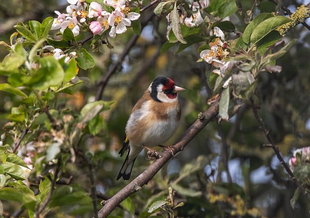 Free download goldfinch bird animal free picture to be edited with GIMP free online image editor