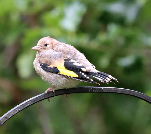 Free download goldfinch bird perched finch free picture to be edited with GIMP free online image editor