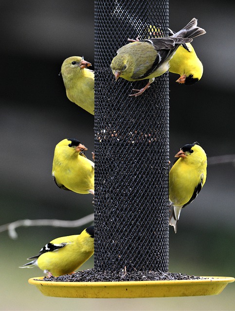 Free download goldfinch birds yellow songbird free picture to be edited with GIMP free online image editor
