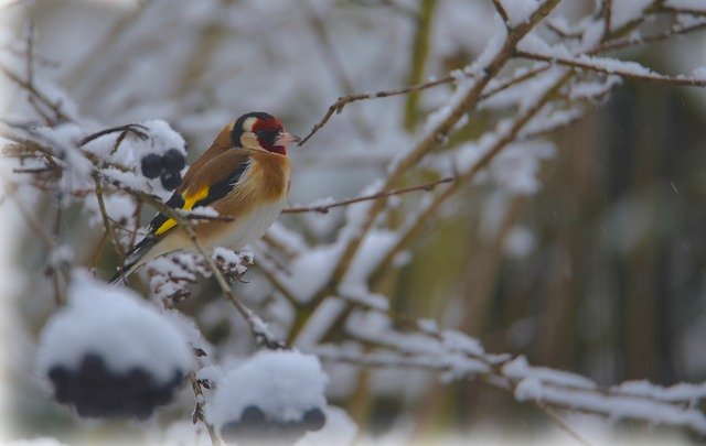 Free download Goldfinch Elegant Bird free photo template to be edited with GIMP online image editor