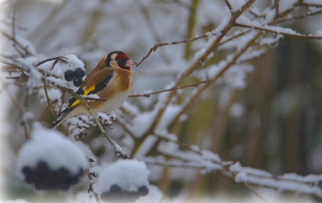 Descarga gratuita de la plantilla de fotografía gratuita Goldfinch Elegant Bird para editar con el editor de imágenes en línea GIMP