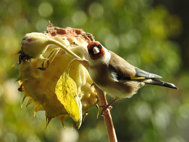 Free download Goldfinch Elegant Sunflower -  free free photo or picture to be edited with GIMP online image editor