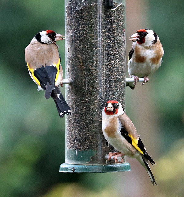 Free download goldfinches birds perched finches free picture to be edited with GIMP free online image editor