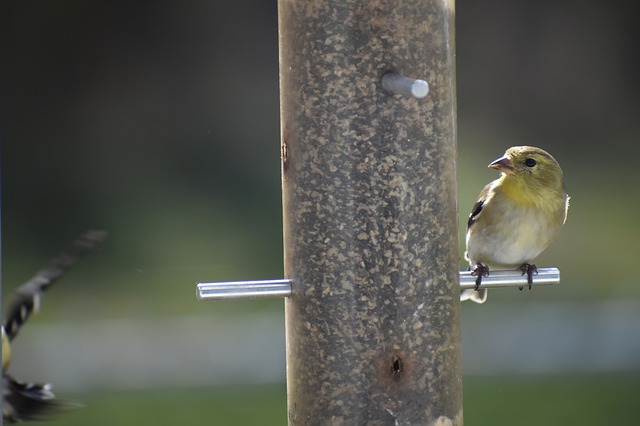 Free download goldfinch finch bi nature bird free picture to be edited with GIMP free online image editor