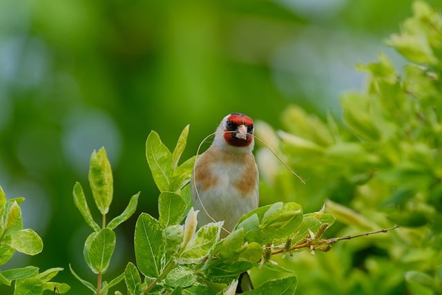 Descargue gratis la imagen gratuita de la naturaleza del pájaro del pinzón del jilguero para editar con el editor de imágenes en línea gratuito GIMP