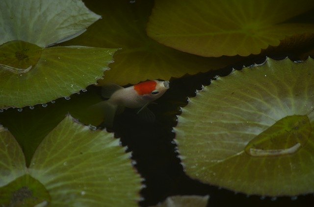 Descărcare gratuită Goldfish Fish Aquarium - fotografie sau imagini gratuite pentru a fi editate cu editorul de imagini online GIMP