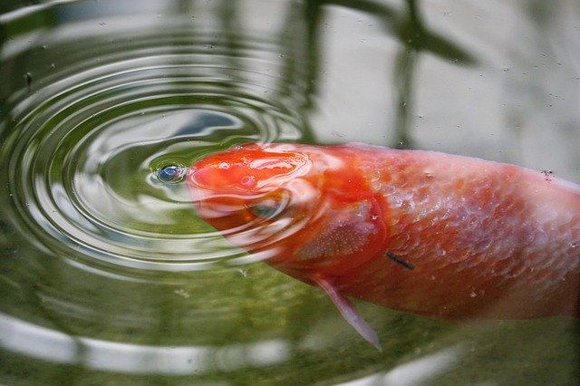 Muat turun percuma Goldfish Fish Waters - foto atau gambar percuma untuk diedit dengan editor imej dalam talian GIMP