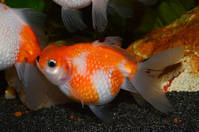 Unduh gratis Goldfish Flakes Of Pearl Red - foto atau gambar gratis untuk diedit dengan editor gambar online GIMP