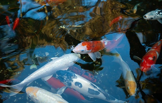 Free download gold fish koi pond underwater free picture to be edited with GIMP free online image editor
