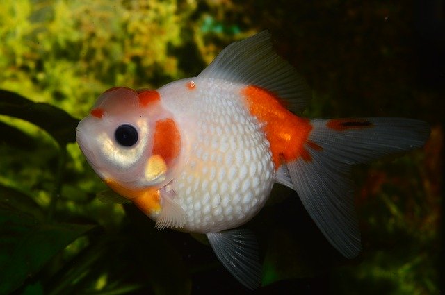 Free download Goldfish Pearl Flakes Of Red -  free photo or picture to be edited with GIMP online image editor