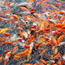 goldfish pond  screen for extension Chrome web store in OffiDocs Chromium