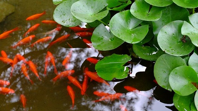 Muat turun percuma Goldfish Pond Lotus - foto atau gambar percuma untuk diedit dengan editor imej dalam talian GIMP
