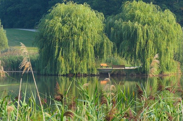 Free download Gold-Mountain Lake Weeping Willow -  free photo or picture to be edited with GIMP online image editor