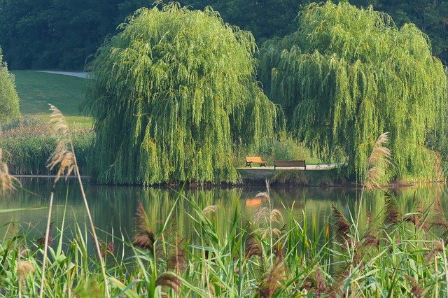 Безкоштовно завантажте Gold-Mountain Lake Weeping Willow - безкоштовну фотографію або малюнок для редагування в онлайн-редакторі зображень GIMP