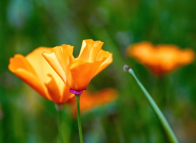 Free download gold poppy sleepy nature orange free picture to be edited with GIMP free online image editor