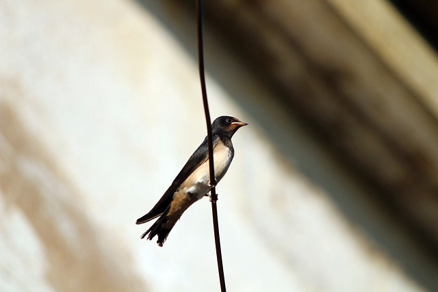 Free download golondrina hirundo rustica ave free picture to be edited with GIMP free online image editor