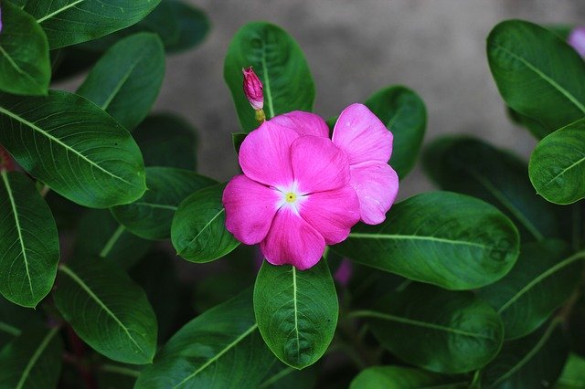 Free download Good Afternoon Petals Flowers -  free photo or picture to be edited with GIMP online image editor