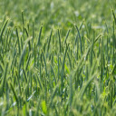 Good green barley  screen for extension Chrome web store in OffiDocs Chromium