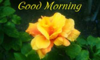 Free download Good Morning Image 2018 05 30 free photo or picture to be edited with GIMP online image editor