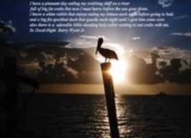 Free download Good Night Barry Wyatt Jr. free photo or picture to be edited with GIMP online image editor