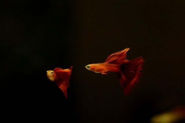 Безкоштовно завантажте безкоштовний шаблон фотографій Goofy Tropical Fish для редагування в онлайн-редакторі зображень GIMP