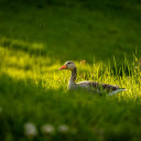 Goose  screen for extension Chrome web store in OffiDocs Chromium