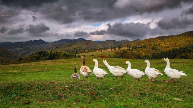 Free download Goose Animal -  free photo or picture to be edited with GIMP online image editor