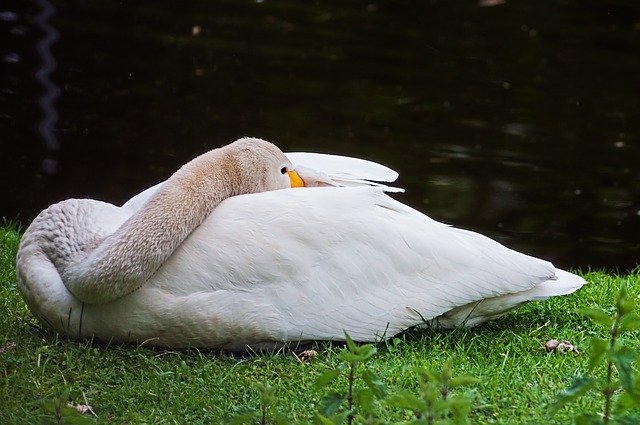 Безкоштовно завантажте безкоштовний шаблон фотографій Goose Animal Bird для редагування в онлайн-редакторі зображень GIMP