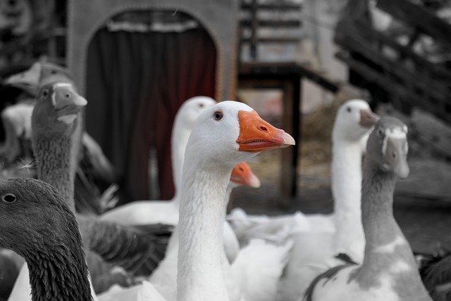 ดาวน์โหลดฟรี Goose Animal Farm - ภาพถ่ายหรือรูปภาพฟรีที่จะแก้ไขด้วยโปรแกรมแก้ไขรูปภาพออนไลน์ GIMP