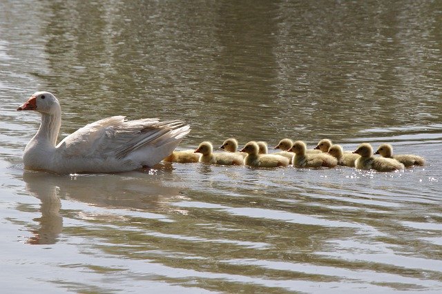 Free download Goose Babies Bird -  free photo or picture to be edited with GIMP online image editor