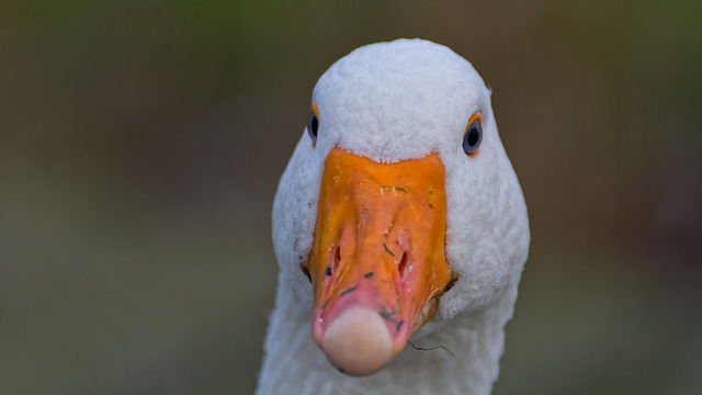 Free download goose beak bokeh eyes animals free picture to be edited with GIMP free online image editor