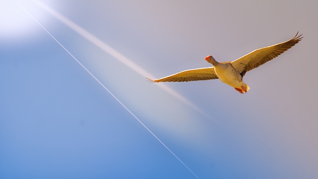 Free download goose beak feathers flight sun free picture to be edited with GIMP free online image editor