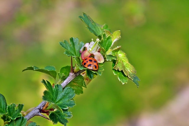 Free download gooseberry plant ladybug insect free picture to be edited with GIMP free online image editor