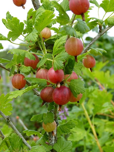 Gratis download Kruisbes Ribes Fruit - gratis foto of afbeelding om te bewerken met GIMP online afbeeldingseditor