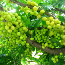 Gooseberry Tree  screen for extension Chrome web store in OffiDocs Chromium