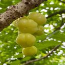 gooseberry wallpaper  screen for extension Chrome web store in OffiDocs Chromium