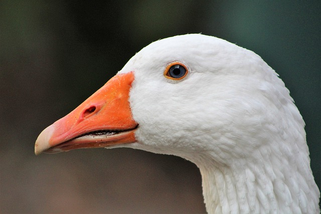 Free download goose bird animal water bird beak free picture to be edited with GIMP free online image editor