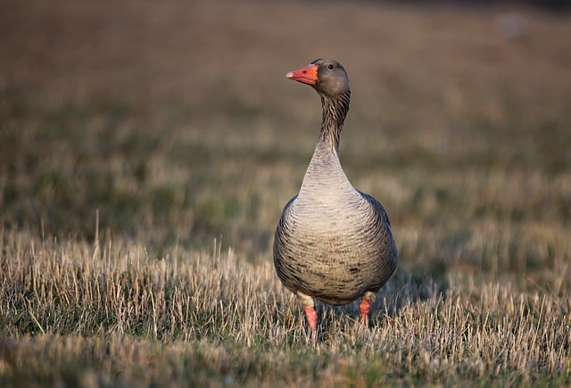 Free download goose bird beak feathers plumage free picture to be edited with GIMP free online image editor