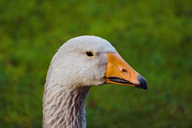 Free download goose bird beak plumage animal free picture to be edited with GIMP free online image editor