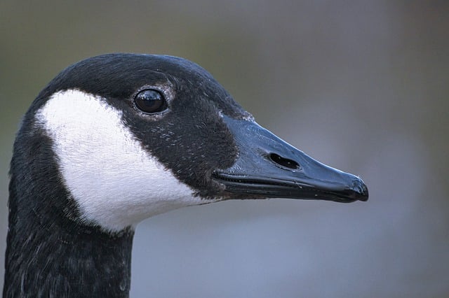 Free download goose bird canada goose water bird free picture to be edited with GIMP free online image editor