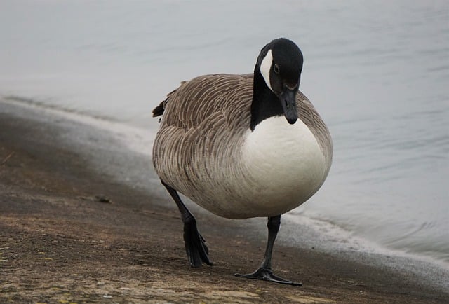 Free download goose bird canada goose wildfowl free picture to be edited with GIMP free online image editor