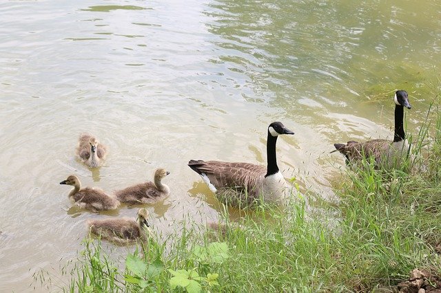 Скачать бесплатно Goose Bird Canadian Wild - бесплатное фото или изображение для редактирования с помощью онлайн-редактора GIMP