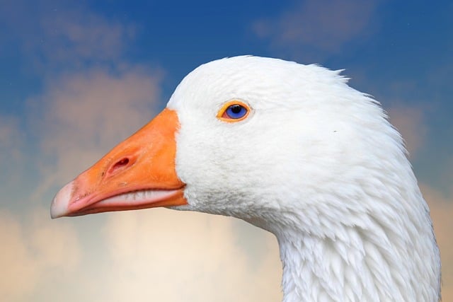 Free download goose bird domestic goose nature free picture to be edited with GIMP free online image editor