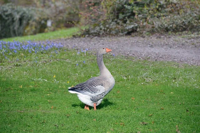 Free download goose bird greylag goose meadow free picture to be edited with GIMP free online image editor