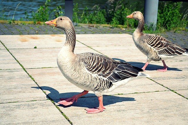 הורדה חינם Goose Bird Nature - תמונה או תמונה בחינם לעריכה עם עורך התמונות המקוון GIMP