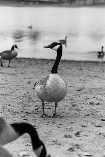 Free download goose bird nature monochrome river free picture to be edited with GIMP free online image editor