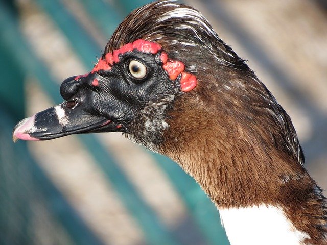 Free download Goose Bird Park -  free photo or picture to be edited with GIMP online image editor
