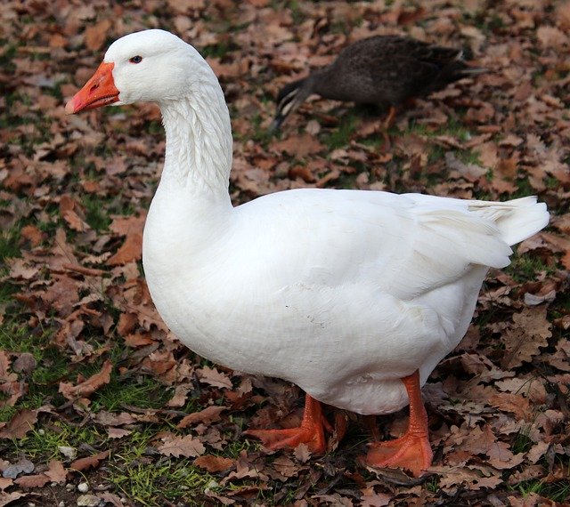 تنزيل Goose Bird Poultry Nature - صورة مجانية أو صورة يتم تحريرها باستخدام محرر الصور عبر الإنترنت GIMP