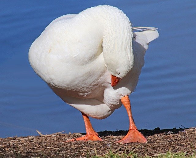 Free download Goose Bird Preening -  free photo or picture to be edited with GIMP online image editor