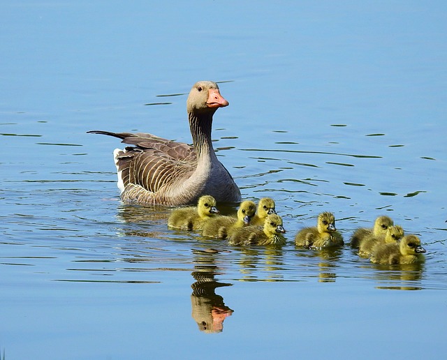 Free download goose birds wild birds lake free picture to be edited with GIMP free online image editor